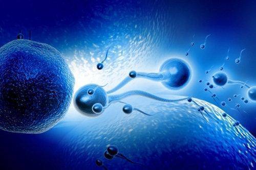 ¿Cuánto viven los espermatozoides?